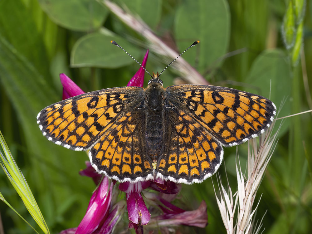 Melitaea da determinare